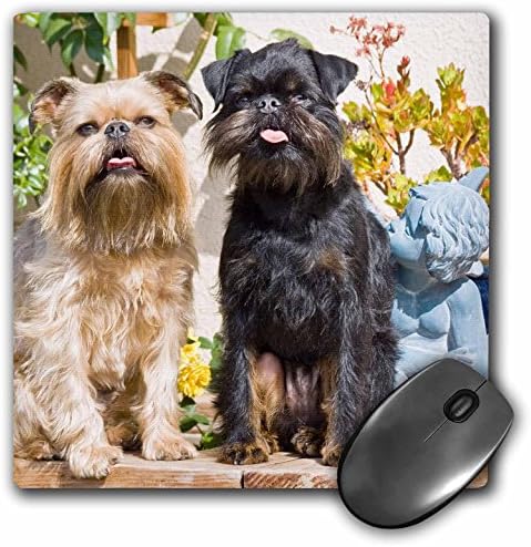 3dRose iki Brüksel Griffon Köpeği-US05 ZMU0129 Mouse Pad, 8 x 8 (mp_88804_1)